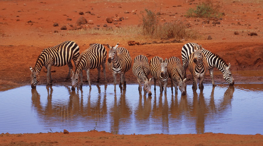 4-Day Safari Adventure in Selous Game Reserve